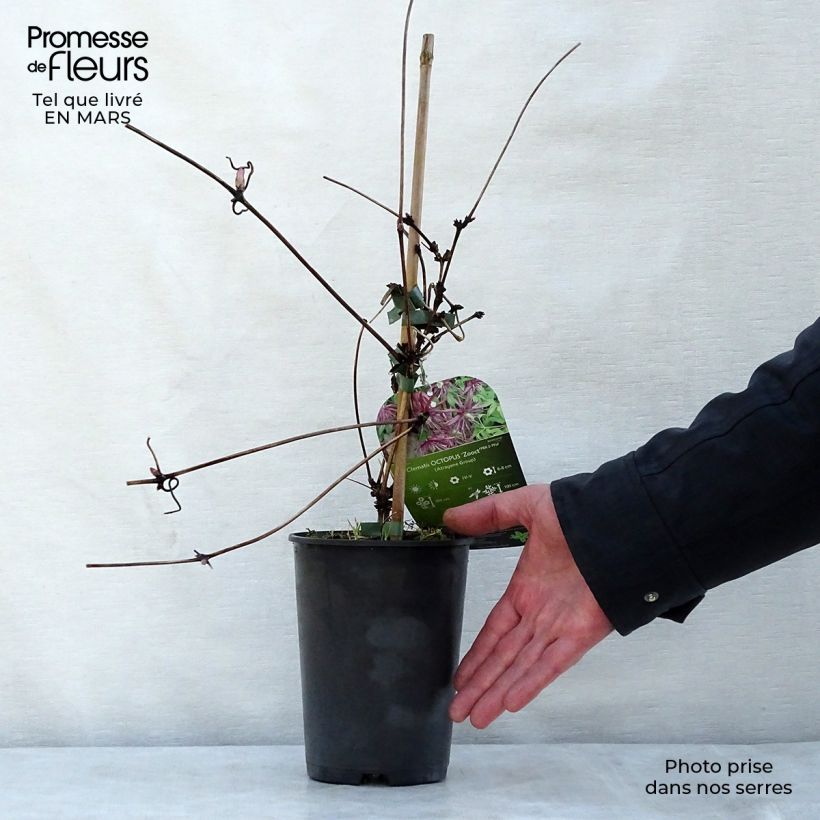 Example of Clematis Octopus - Kleinbloemige clematis Pot van 2 l/3 l as you get in printemps