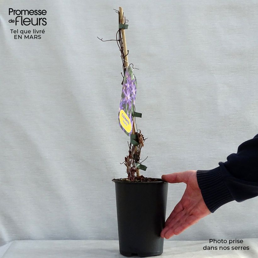 Exemplaar van Clematis patens Palette - Bosrank Pot van 2 l/3 l zoals geleverd in de lente