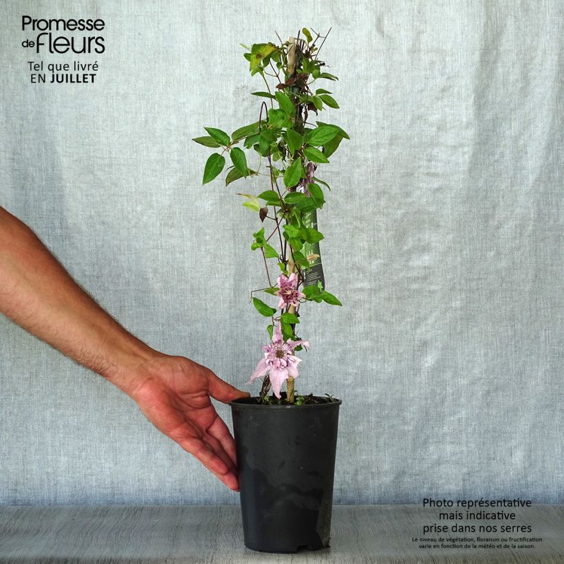 Exemplaar van Clematis patens Palette - Bosrank Pot van 2 l/3 l zoals geleverd in de zomer