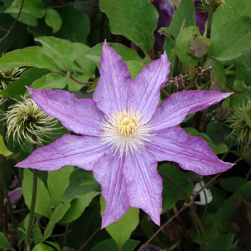 Clematis patens Palette - Bosrank (Bloei)