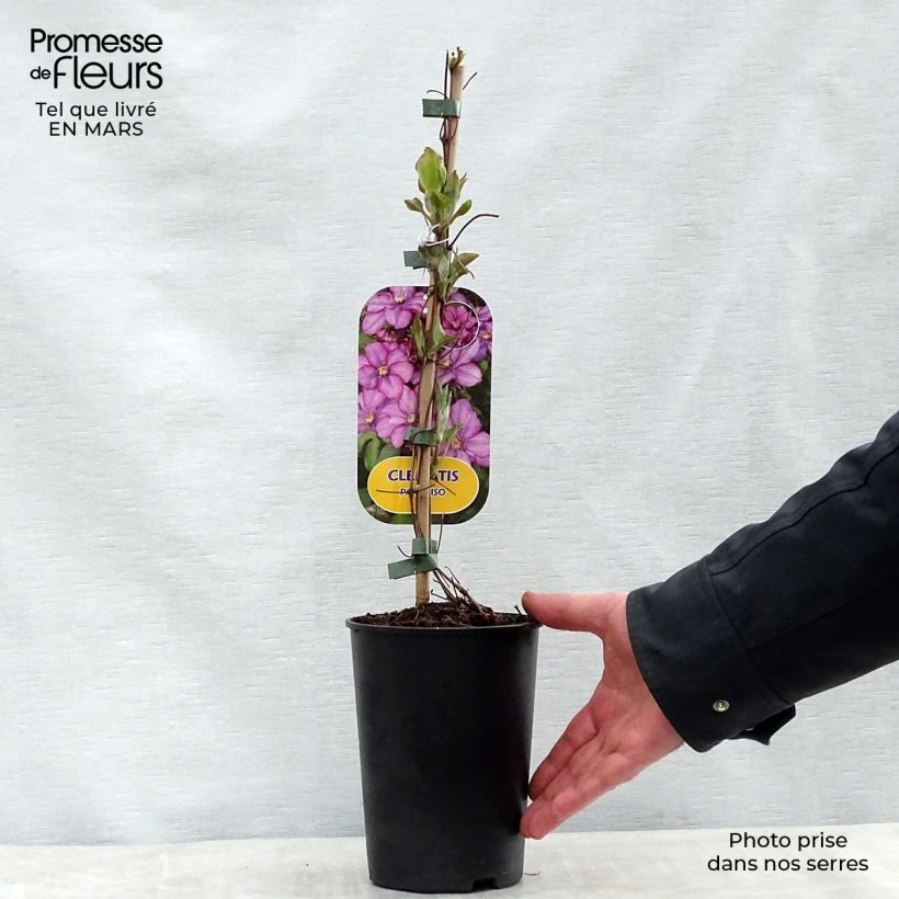 Example of Clematis Paradiso - Grootbloemige bosrank Pot van 2 l/3 l as you get in printemps