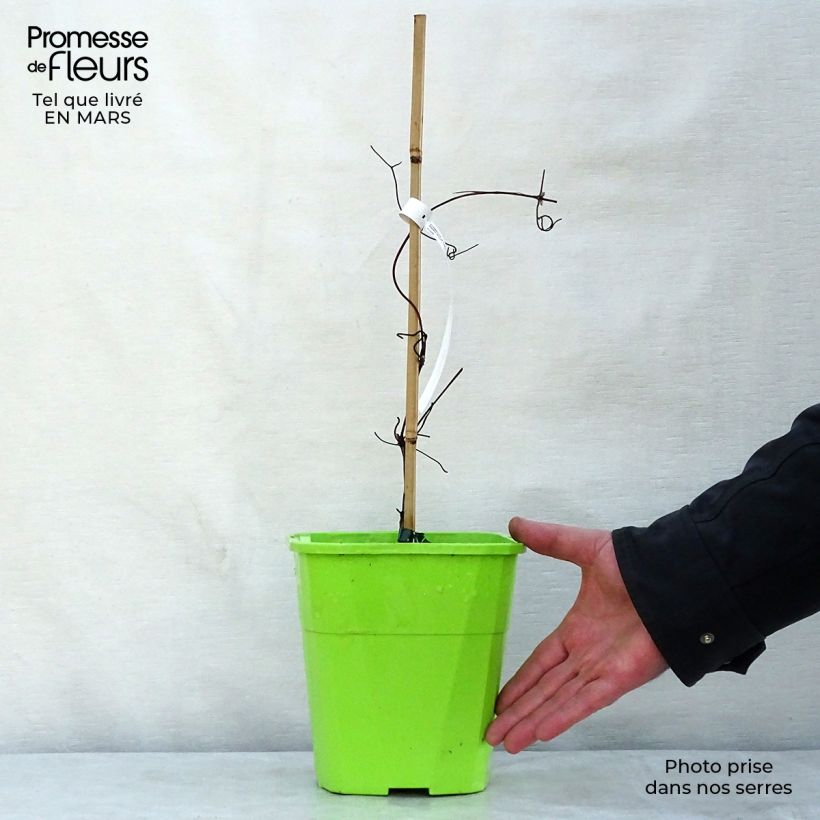 Example of Clematis Patricia Ann Fretwell Pafar - Grootbloemige clematis Pot van 1,5 l/2 l as you get in printemps