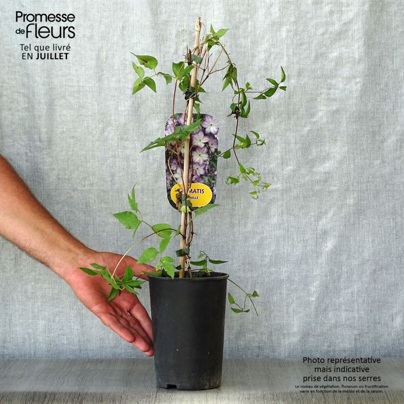 Exemplaar van Clematis Pernille - Italiaanse clematis Pot van 2 l/3 l zoals geleverd in de zomer