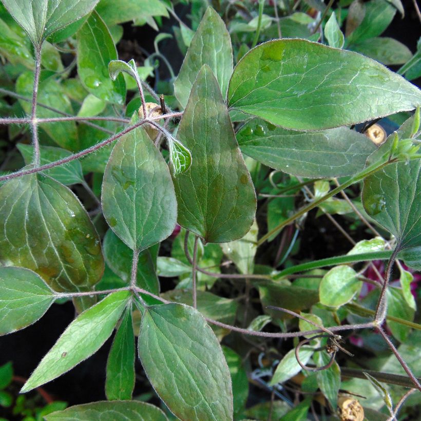 Clematis patens Picotee- Bosrank (Blad)