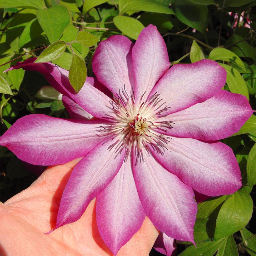 Clematis patens Picotee- Bosrank (Bloei)