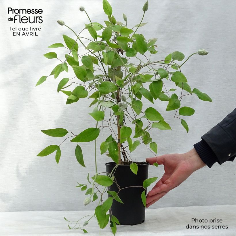 Exemplaar van Clematis patens Picotee- Bosrank Pot van 2 l/3 l zoals geleverd in de lente