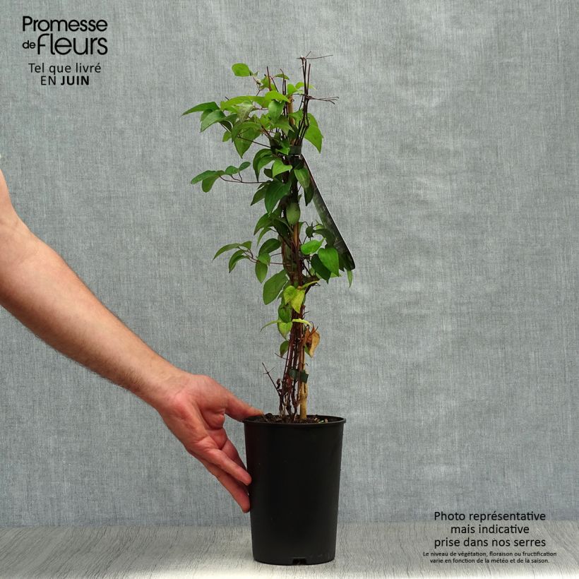 Exemplaar van Clematis patens Picotee- Bosrank Pot van 2 l/3 l zoals geleverd in de zomer