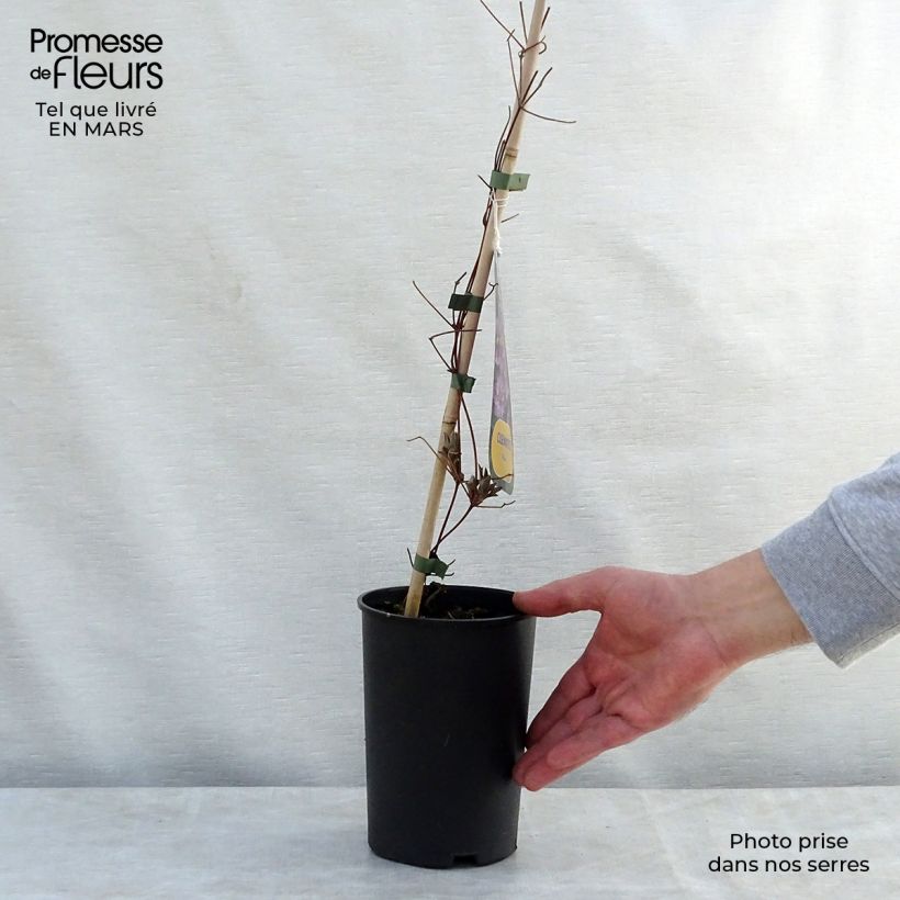 Exemplaar van Clematis patens Piilu - Bosrank Pot van 2 l/3 l zoals geleverd in de lente