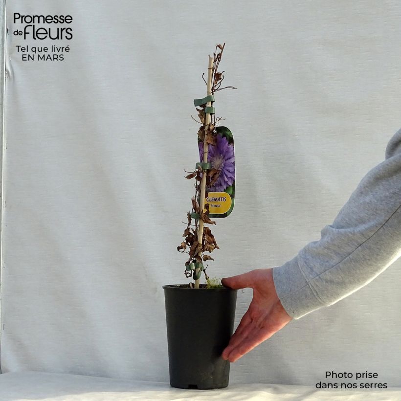 Example of Clematis patens Proteus - Bosrank Pot van 2 l/3 l as you get in printemps