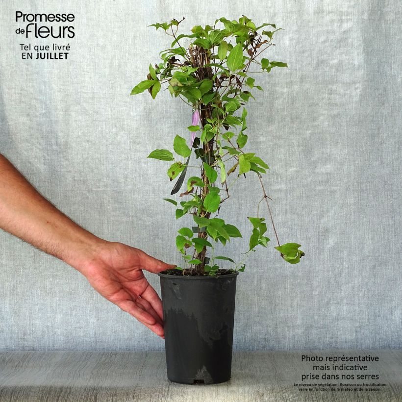 Exemplaar van Clematis patens Proteus - Bosrank Pot van 2 l/3 l zoals geleverd in de zomer