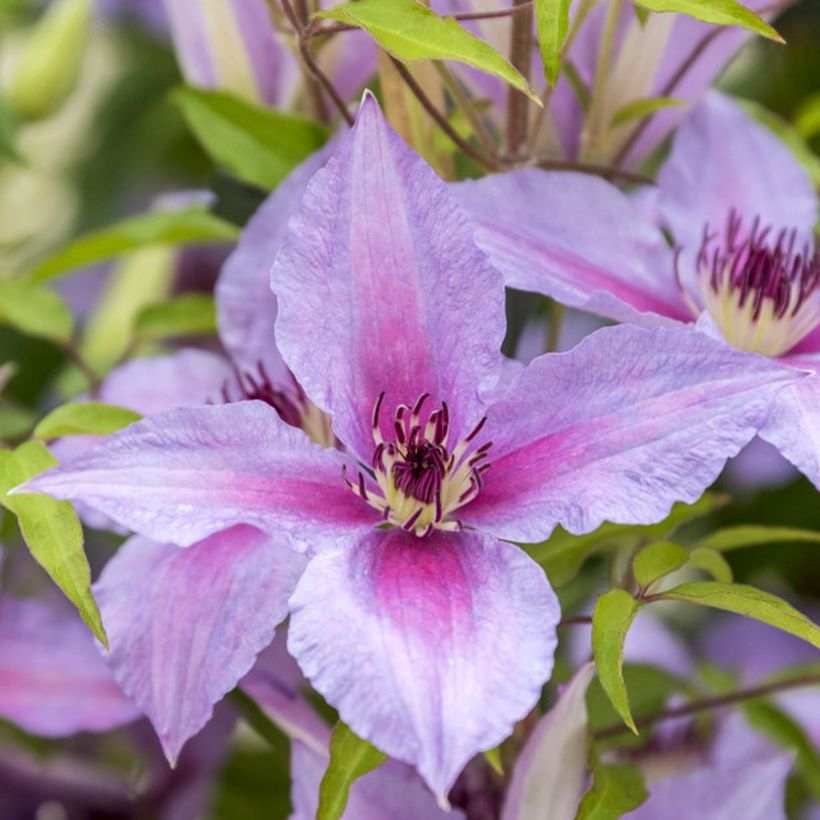 Clematis Proud Mary - Grootbloemige clematis (Bloei)