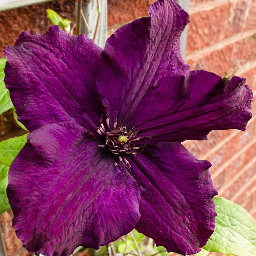 Clematis  Rasputin - Bosrank (Bloei)