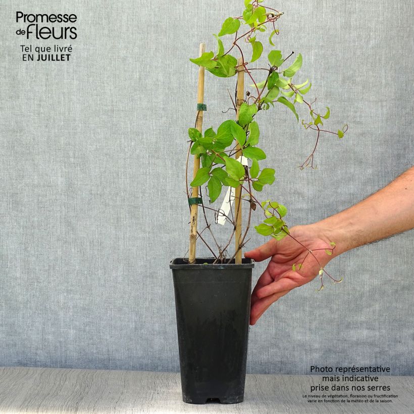 Exemplaar van Clematis patens Rebecca Evipo016 - Bosrank Pot van 2 l/3 l zoals geleverd in de zomer