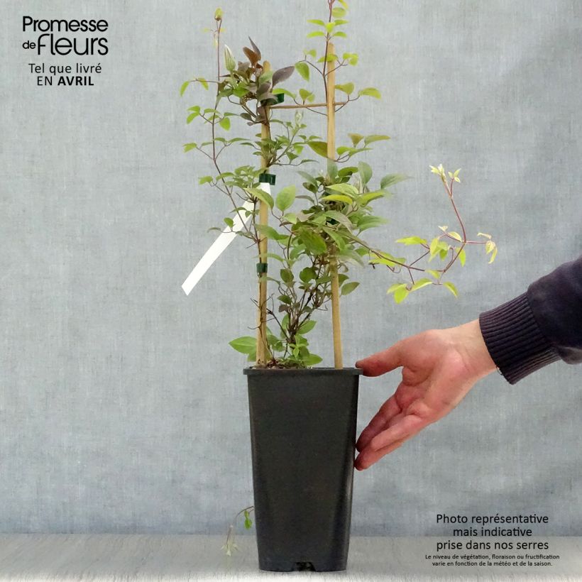Example of Clematis patens Rebecca Evipo016 - Bosrank Pot van 2 l/3 l as you get in printemps