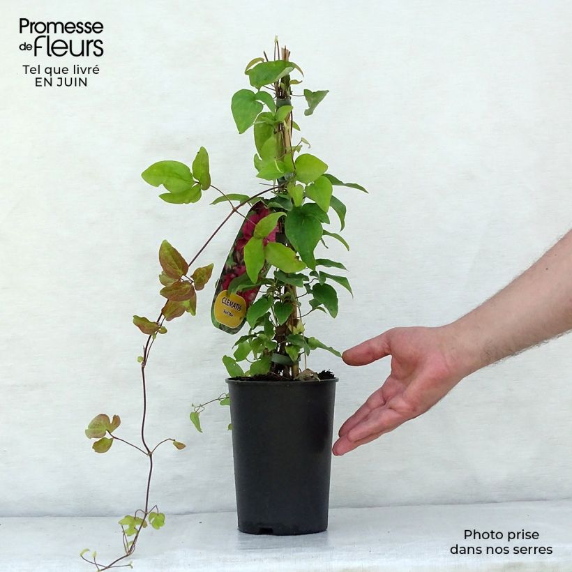 Exemplaar van Clematis Red Star - Grootbloemige clematis Pot van 1,5 l/2 l zoals geleverd in de zomer