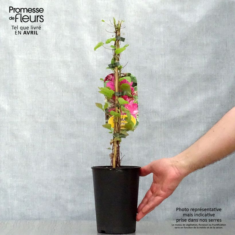 Exemplaar van Clematis Red Star - Grootbloemige clematis Pot van 1,5 l/2 l zoals geleverd in de lente