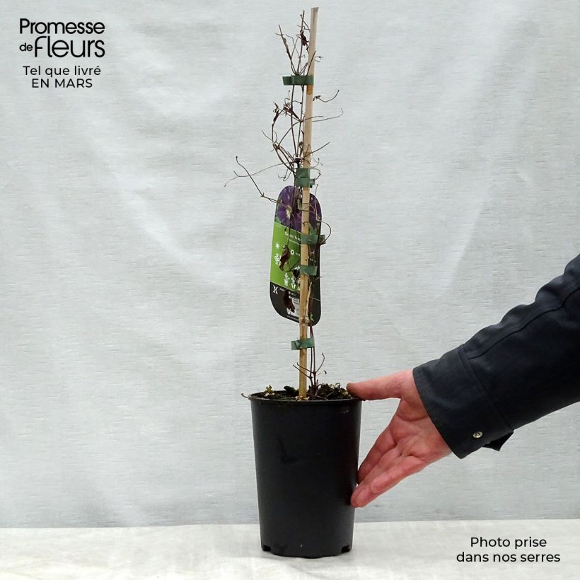 Example of Clematis Romantika - Grootbloemige clematis Pot van 2 l/3 l as you get in printemps