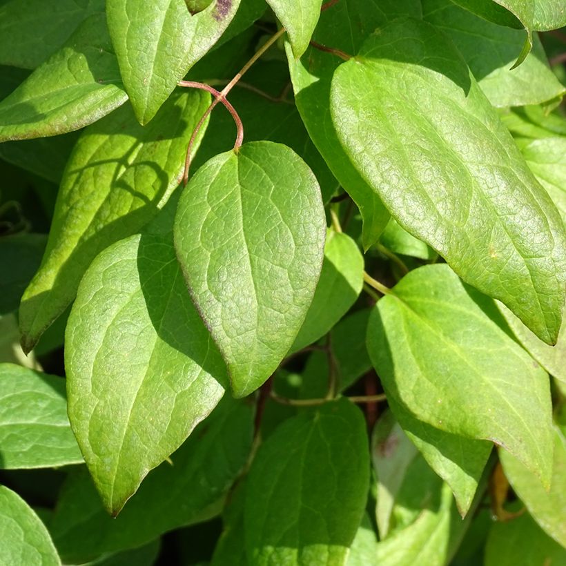 Clematis Rouge Cardinal - Bosrank (Blad)