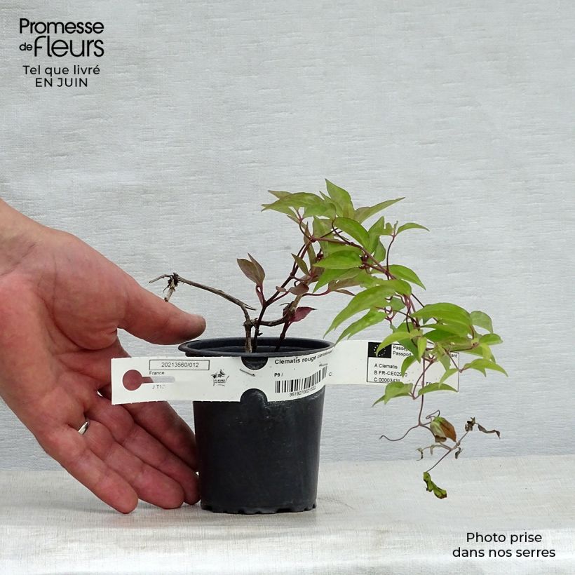 Exemplaar van Clematis Rouge Cardinal - Bosrank Kweekpotje van 8/9 cm zoals geleverd in de zomer