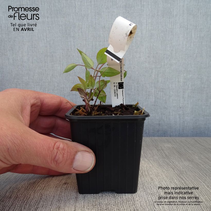 Example of Clematis Rouge Cardinal - Bosrank Kweekpotje van 8/9 cm as you get in printemps