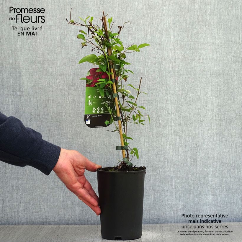 Exemplaar van Clematis patens Ruutel - Bosrank Pot van 2 l/3 l zoals geleverd in de lente