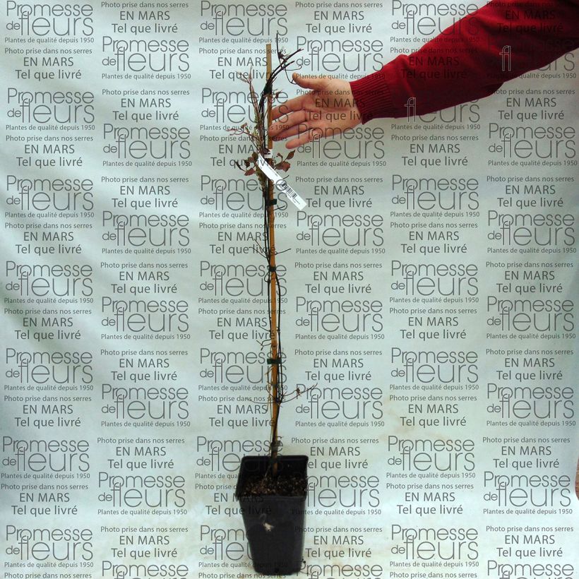 Voorbeeld van een exemplaar van Clematis Success Bleu de Loire - Grootbloemige clematis Pot van 2 l/3 l zoals geleverd