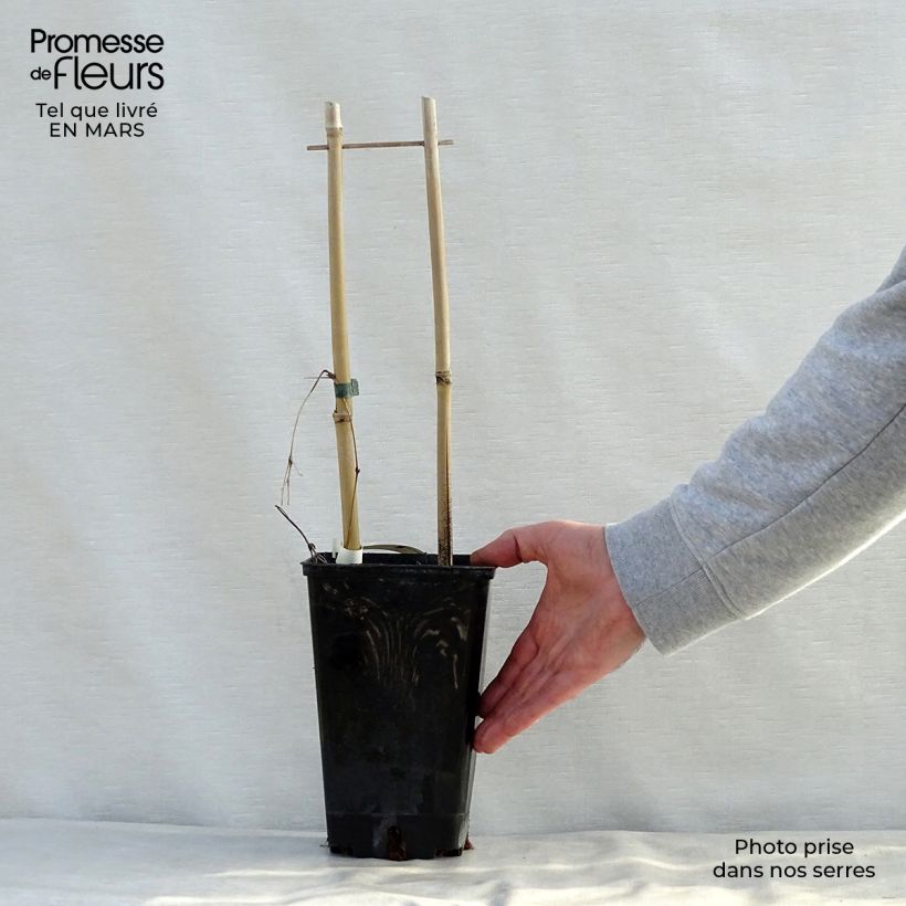 Example of Clematis SUCCESS Candy - Grootbloemige clematis Pot van 2 l/3 l as you get in printemps