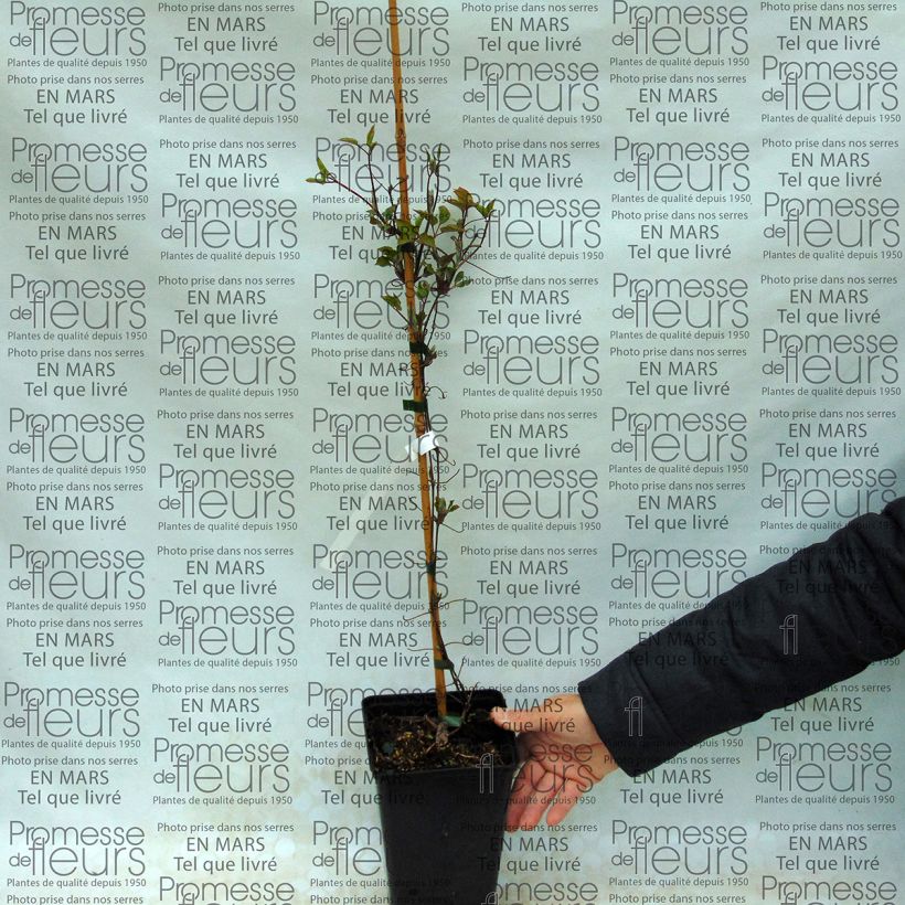 Voorbeeld van een exemplaar van Clematis SUCCESS Lavender - Grootbloemige clematis Pot van 2 l/3 l zoals geleverd