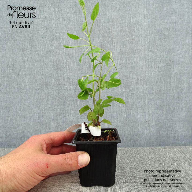 Exemplaar van Clematis Saphyra Estrella - Struikclematis Kweekpotje van 8/9 cm zoals geleverd in de lente