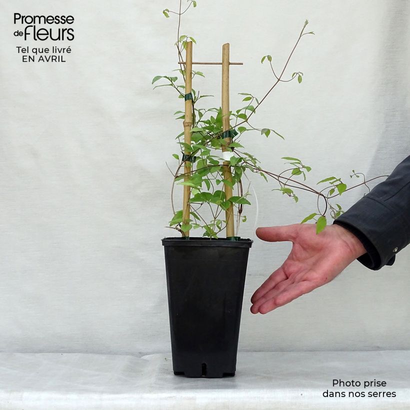 Exemplaar van Clematis Sen no Kaze - Grootbloemige bosrank Pot van 2 l/3 l zoals geleverd in de lente