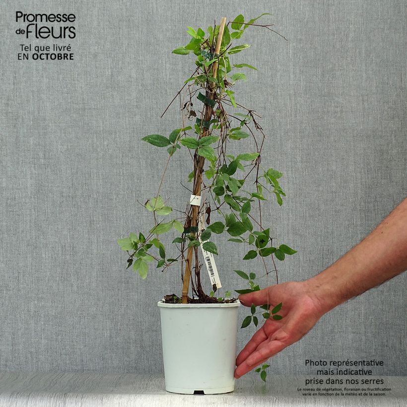 Exemplaar van Clematis Sen no Kaze - Grootbloemige bosrank Pot van 2 l/3 l zoals geleverd in de herfst
