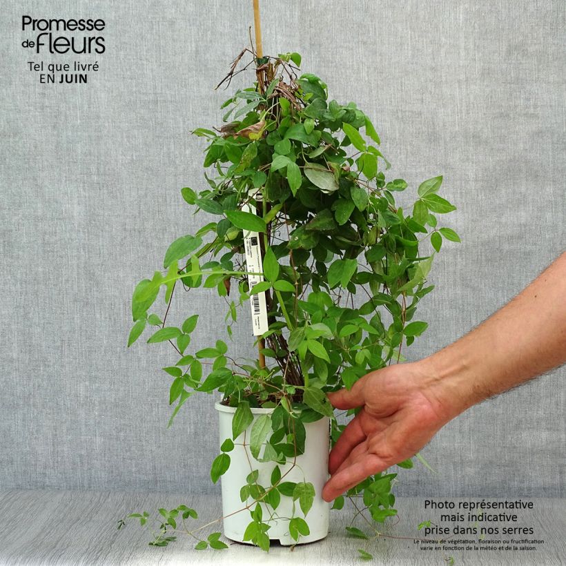 Exemplaar van Clematis Sen no Kaze - Grootbloemige bosrank Pot van 2 l/3 l zoals geleverd in de zomer