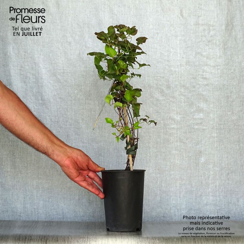 Exemplaar van Clematis patens Shin-Shigyoku - Bosrank Pot van 2 l/3 l zoals geleverd in de zomer