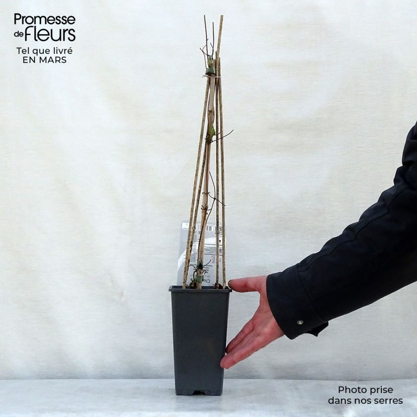 Exemplaar van Clematis patens Snow Queen - Bosrank Pot van 2 l/3 l zoals geleverd in de lente