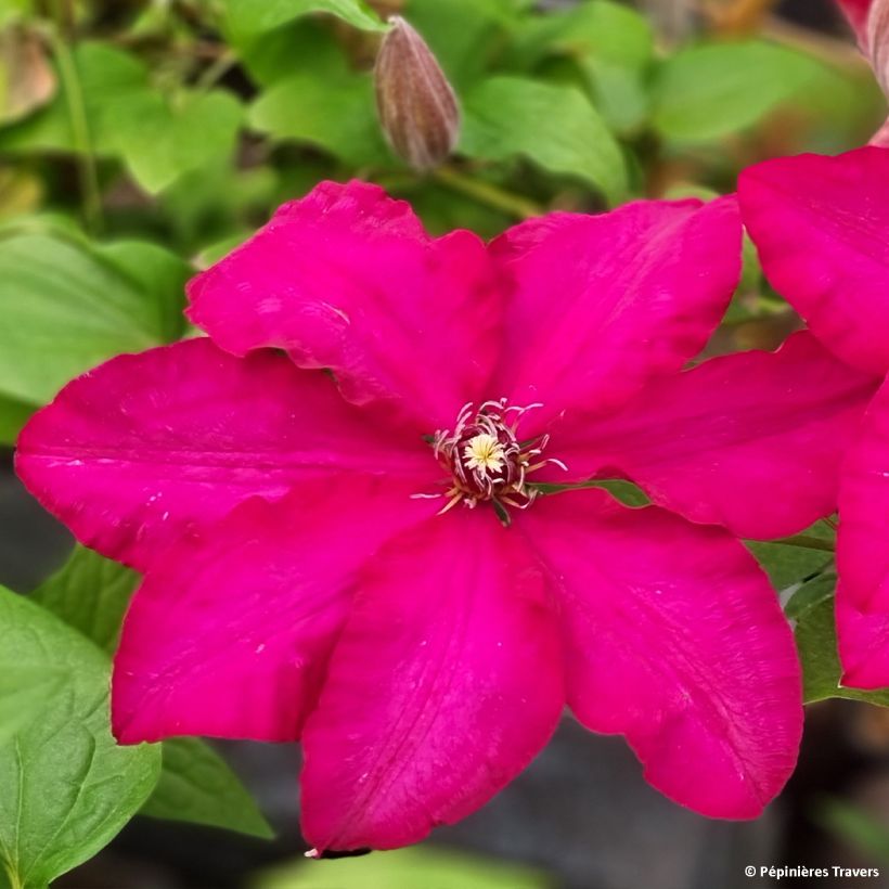 Clematis patens Solidarnosc - Bosrank (Bloei)