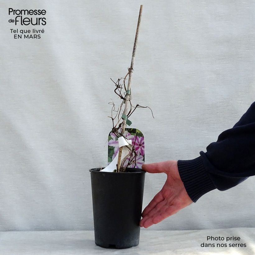 Exemplaar van Clematis patens Souvenir du Capitaine Thuilleaux - Bosrank Pot van 2 l/3 l zoals geleverd in de lente