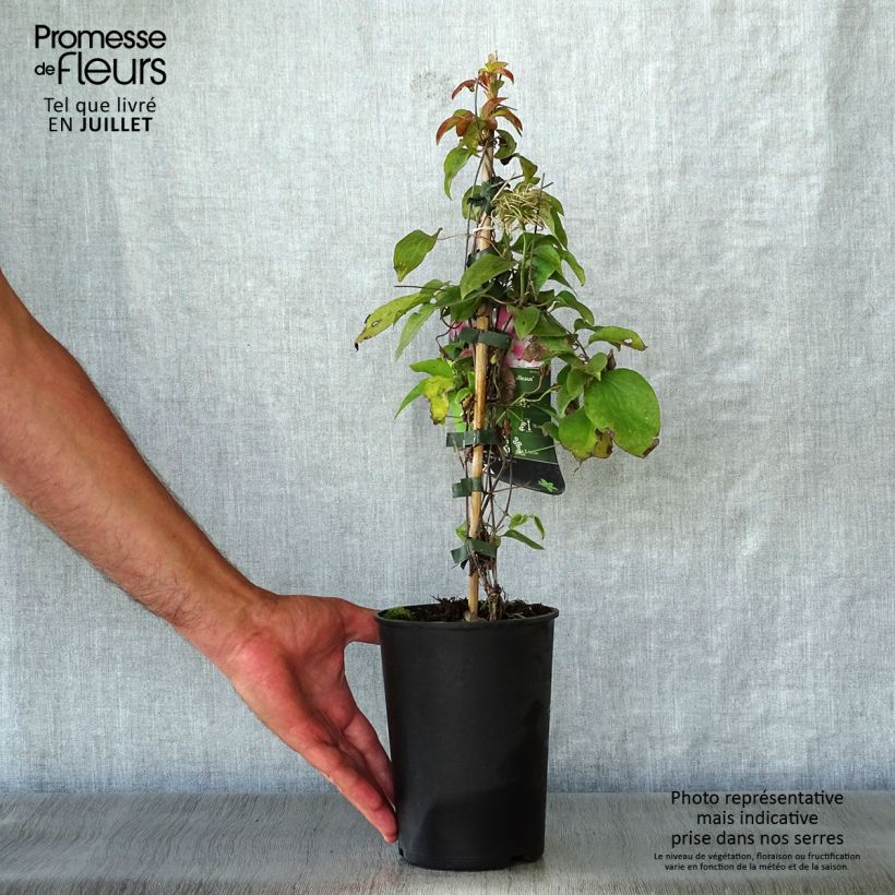 Exemplaar van Clematis patens Souvenir du Capitaine Thuilleaux - Bosrank Pot van 2 l/3 l zoals geleverd in de zomer