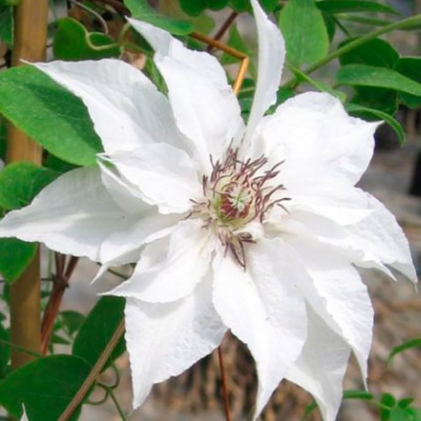 Clematis Sparkler - Grootbloemige clematis (Bloei)