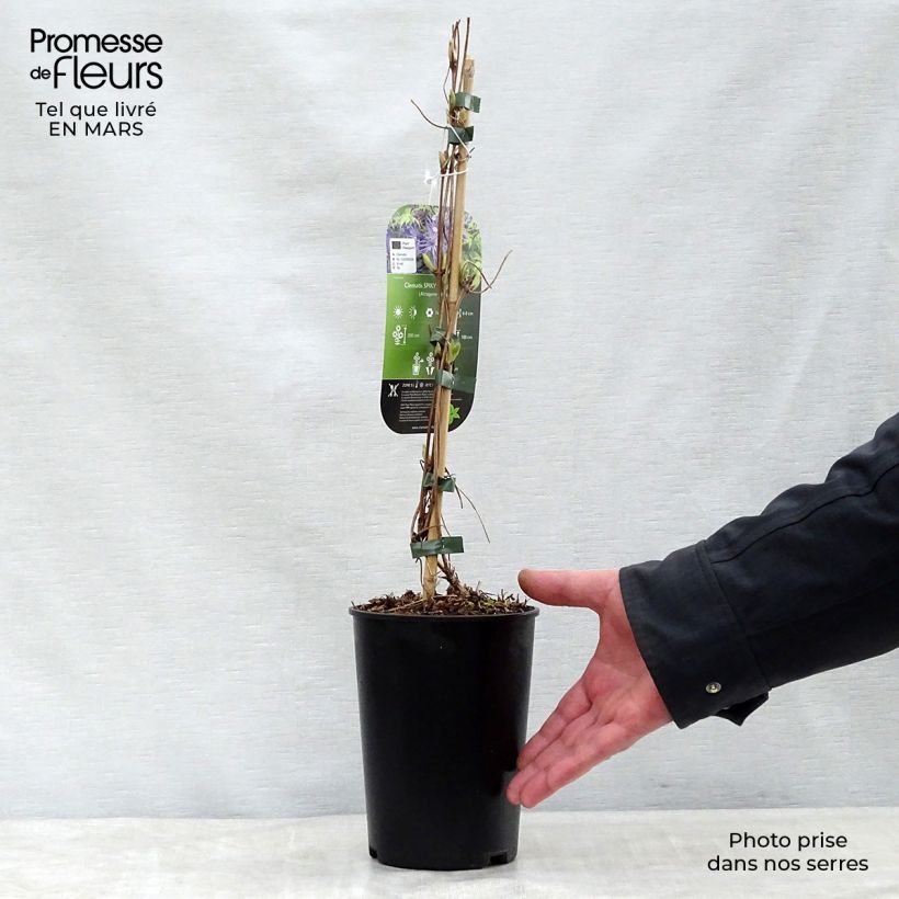 Example of Clematis Spiky - Kleinbloemige clematis Pot van 2 l/3 l as you get in printemps