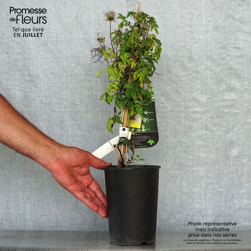 Exemplaar van Clematis Spiky - Kleinbloemige clematis Pot van 2 l/3 l zoals geleverd in de zomer