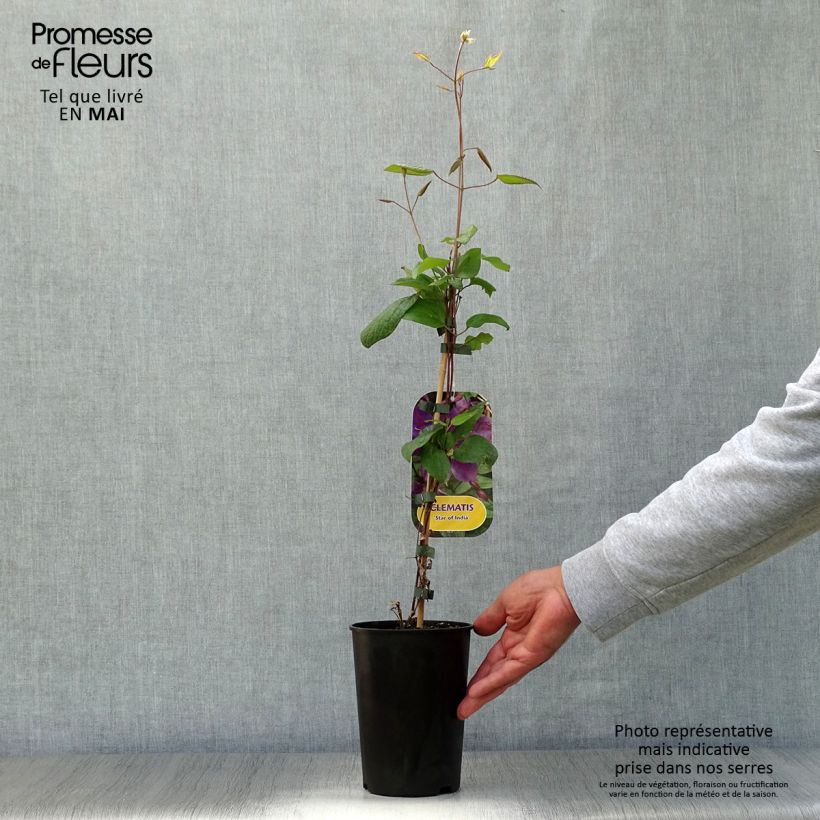 Example of Clematis Star of India - Grootbloemige clematis Pot van 2 l/3 l as you get in printemps