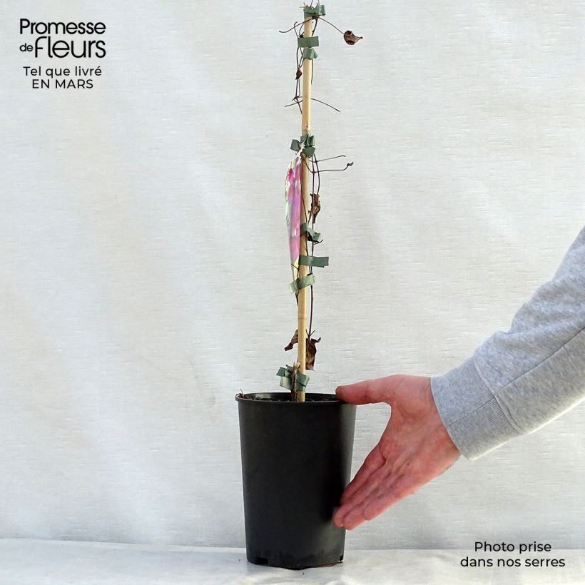 Exemplaar van Clematis Star of Pakistan - Grootbloemige clematis Pot van 2 l/3 l zoals geleverd in de lente