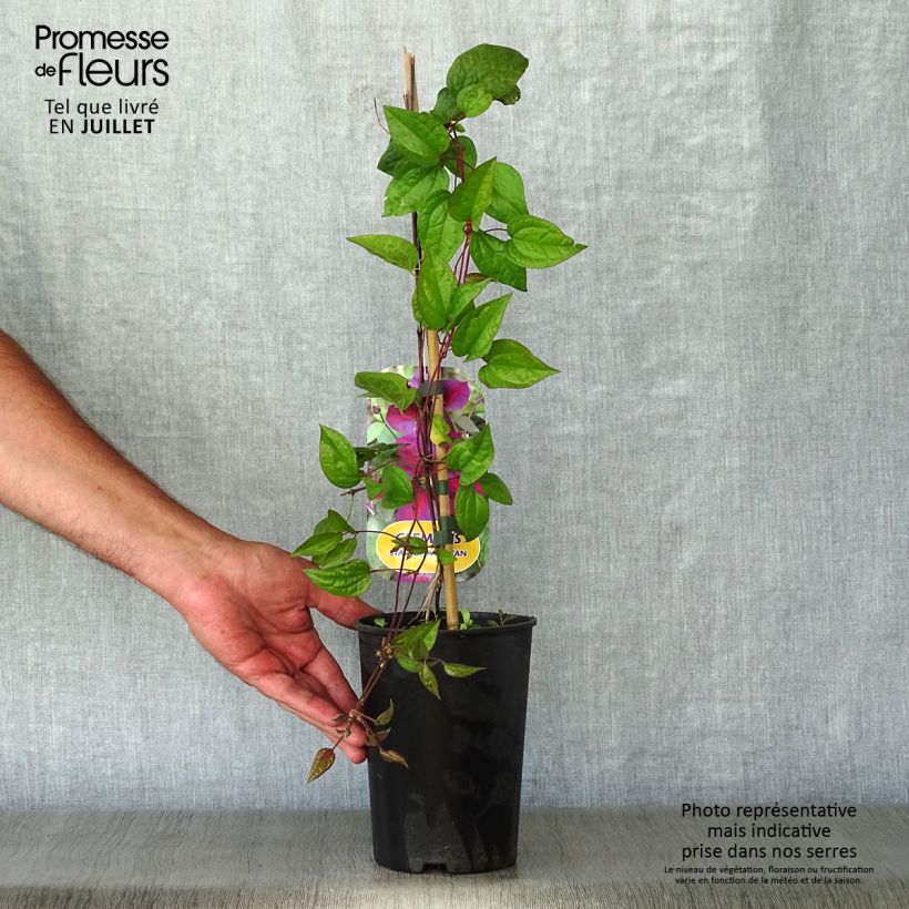 Exemplaar van Clematis Star of Pakistan - Grootbloemige clematis Pot van 2 l/3 l zoals geleverd in de zomer