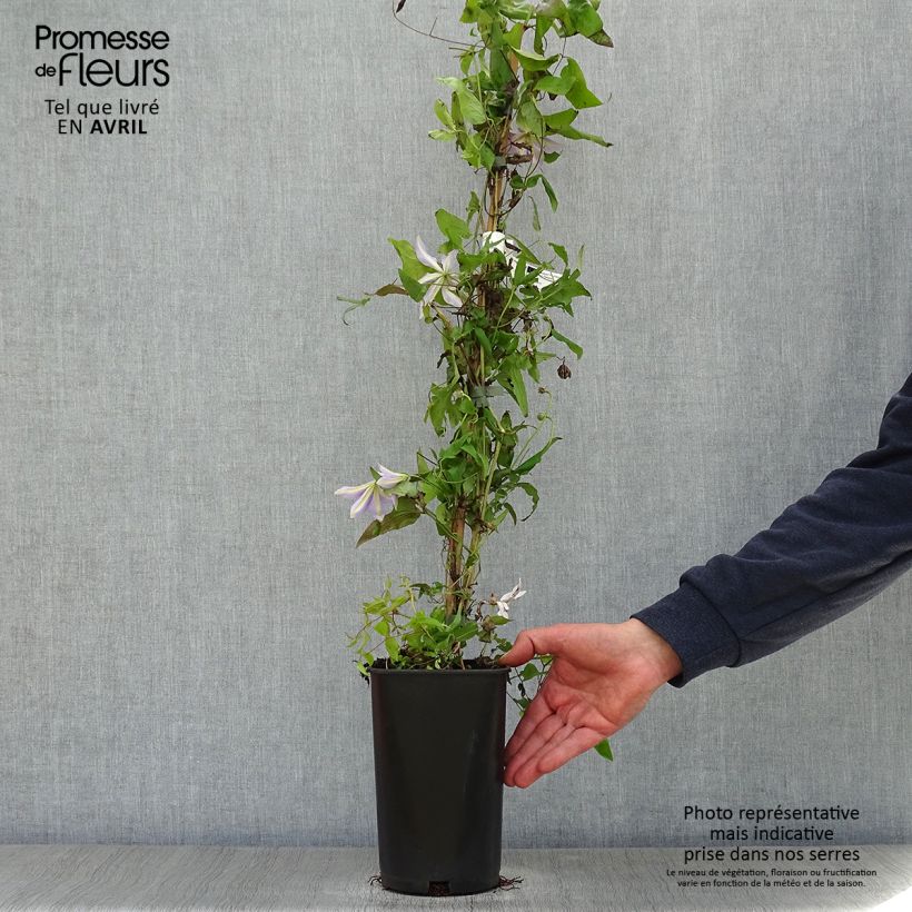 Exemplaar van Clematis Sugar Sweet Scented - Grootbloemige clematis Pot van 2 l/3 l zoals geleverd in de lente