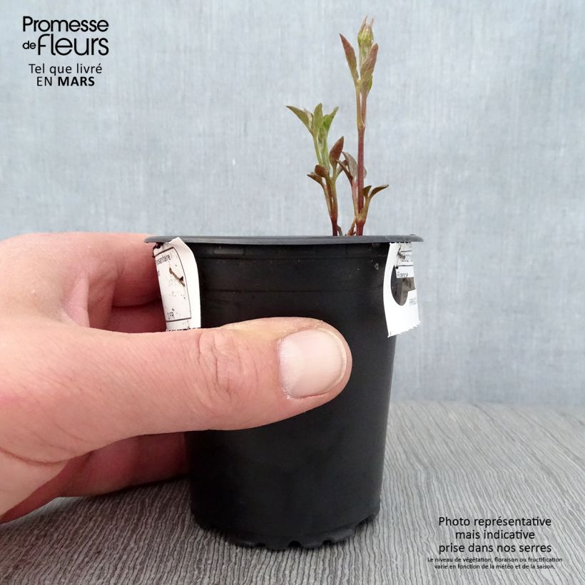 Exemplaar van Clematis Sunset - Grootbloemige clematis Kweekpotje van 8/9 cm zoals geleverd in de lente