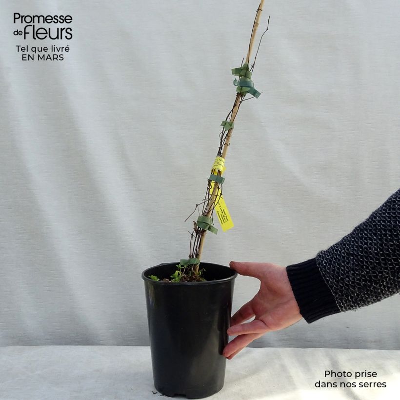 Exemplaar van Clematis Sunset - Grootbloemige clematis Pot van 2 l/3 l zoals geleverd in de lente