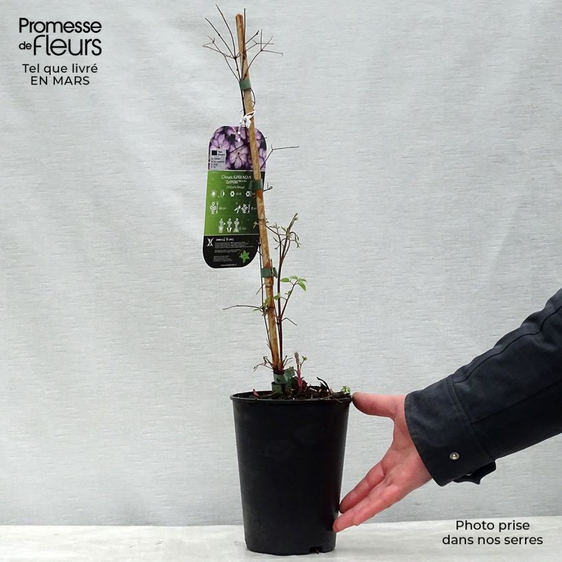 Exemplaar van Clematis viticella Super Nova - Italiaanse clematis Pot van 2 l/3 l zoals geleverd in de lente