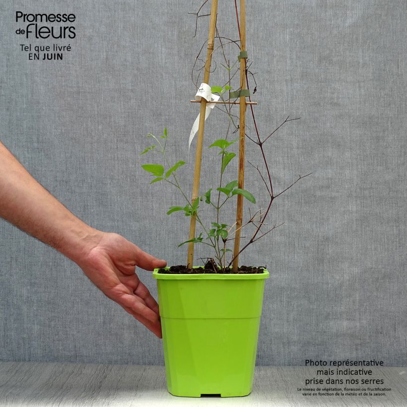 Exemplaar van Clematis Taiga - Grootbloemige clematis Pot van 3 l/4 l zoals geleverd in de zomer