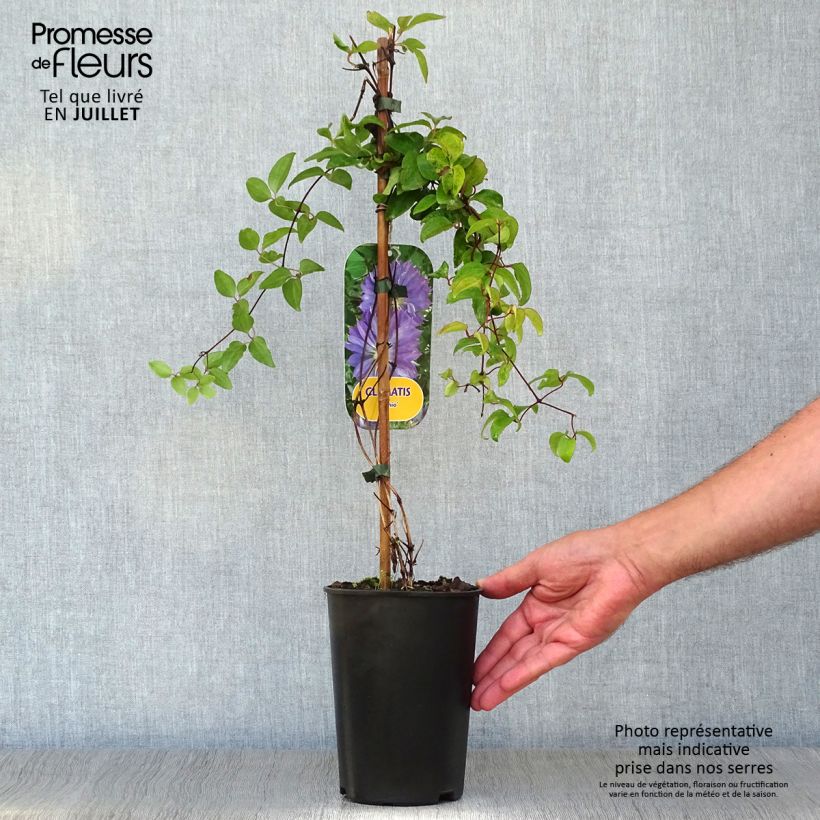 Exemplaar van Clematis patens Teshio - Bosrank Pot van 2 l/3 l zoals geleverd in de zomer
