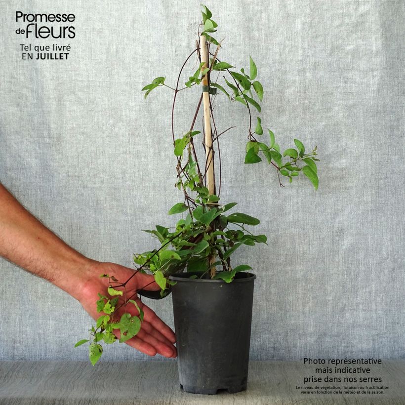 Exemplaar van Clematis texensis Gravetye Beauty - Bosrank Pot van 2 l/3 l zoals geleverd in de zomer